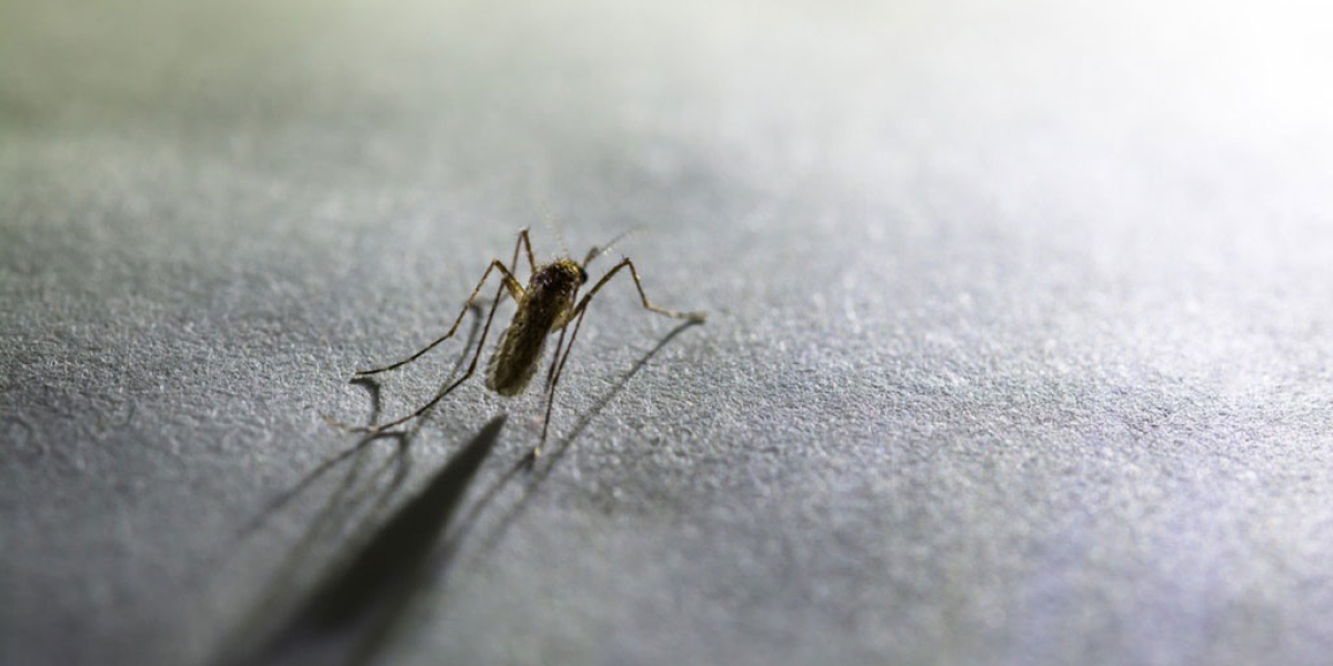 Market Analysis of Mosquito-repellent Paints Insights On Growing Applications 2032: AMR