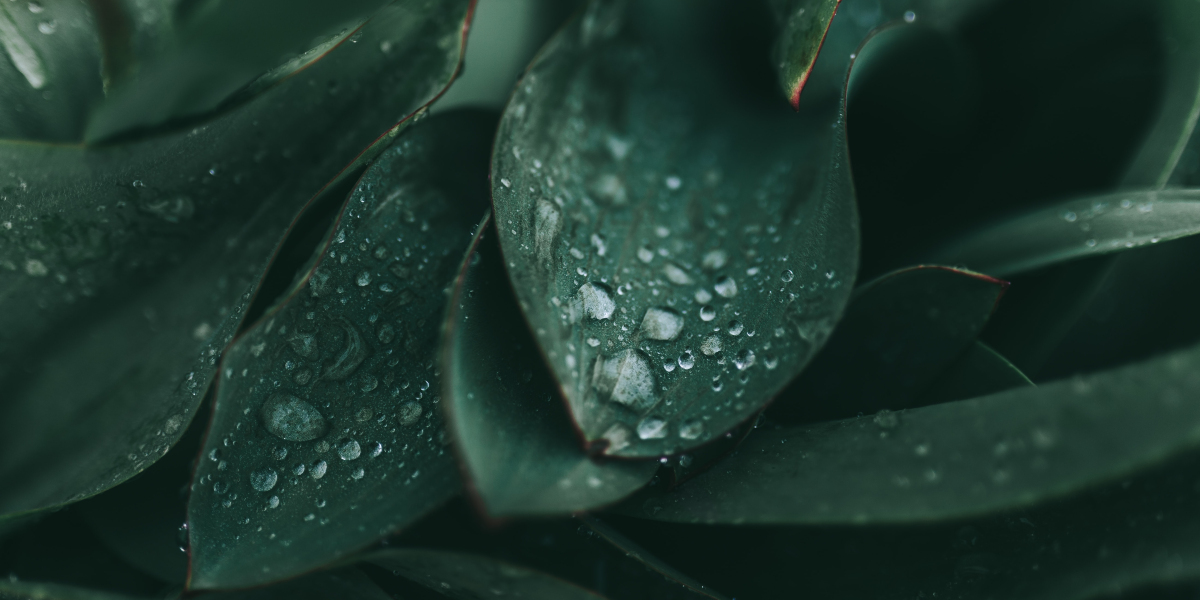 tampa home health care