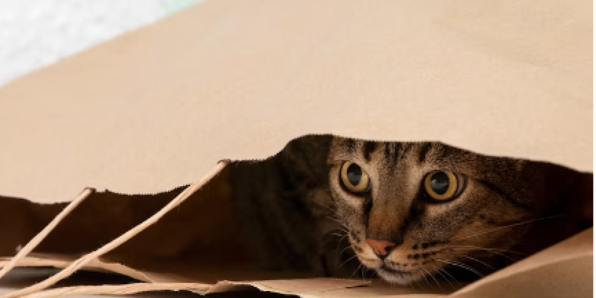 Preparing Your Cat for a Successful Boarding Experience: Tips and Guidelines