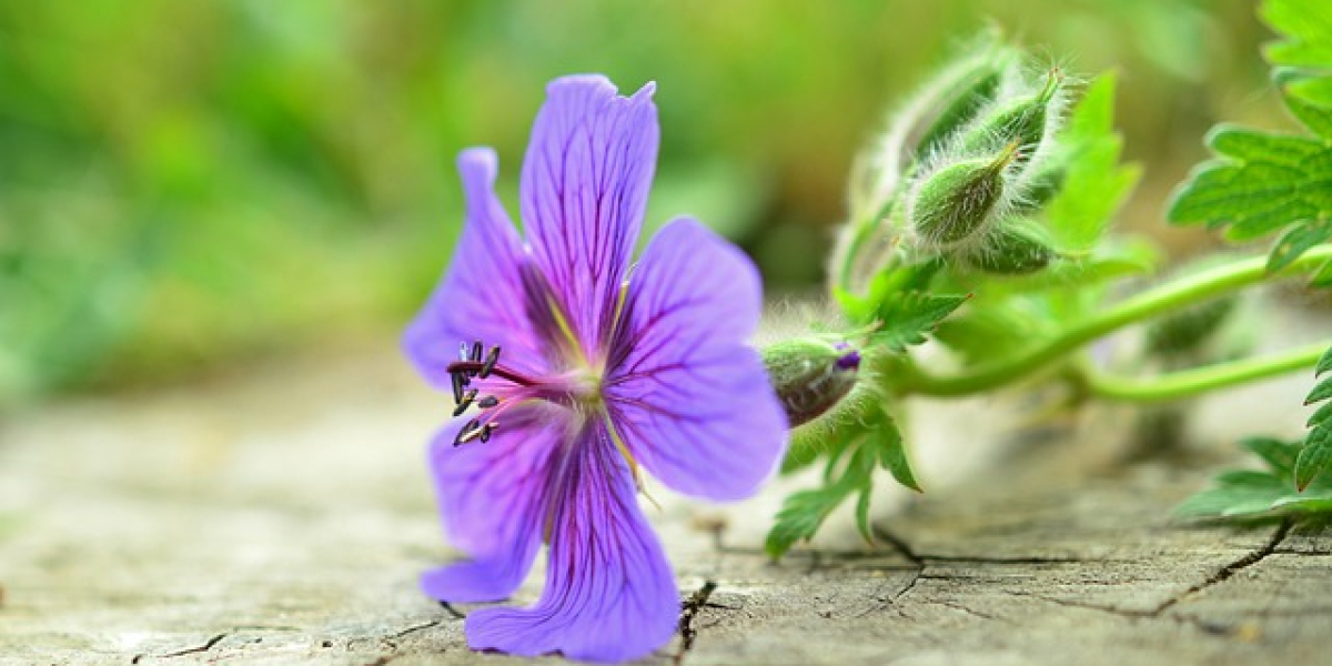 Sex Toys and Couple Life: Restoring Intimate Moments