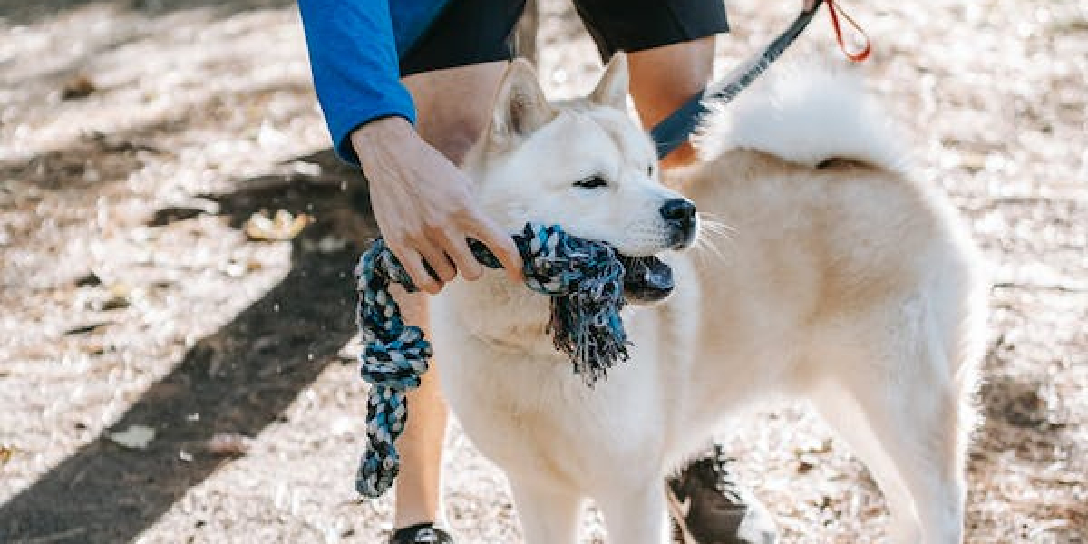 Transforming Temecula's Dogs: The Benefits of Board and Train Programs