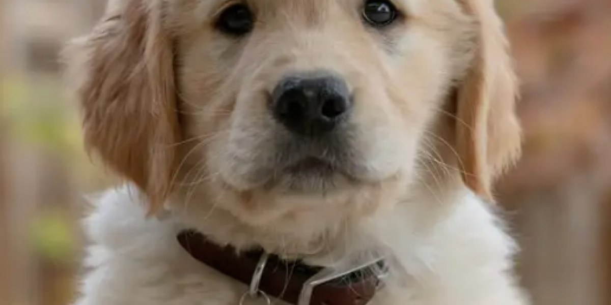 Gooddogswag’s Top Picks: Best Dog Nail Grinders and Brooms for Pet Hair in the USA