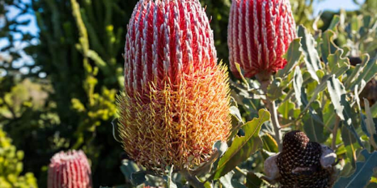 Enhancing Your Home with Exquisite Banksia Plants: A Touch of Australian Beauty