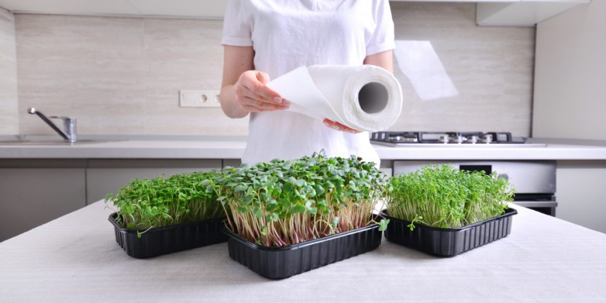 Microgreens Manufacturing Plant Project Report: Raw Materials, Cost Analysis and Machinery Requirements