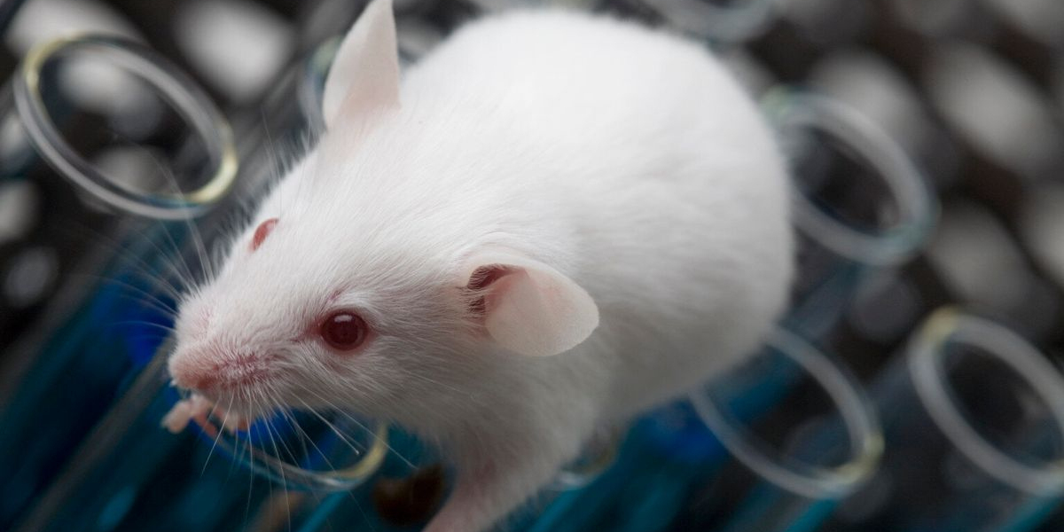 The Global Animal Genetics Market Is Estimated To Witness High Growth Owing To Increased Demand for Animal Protein &