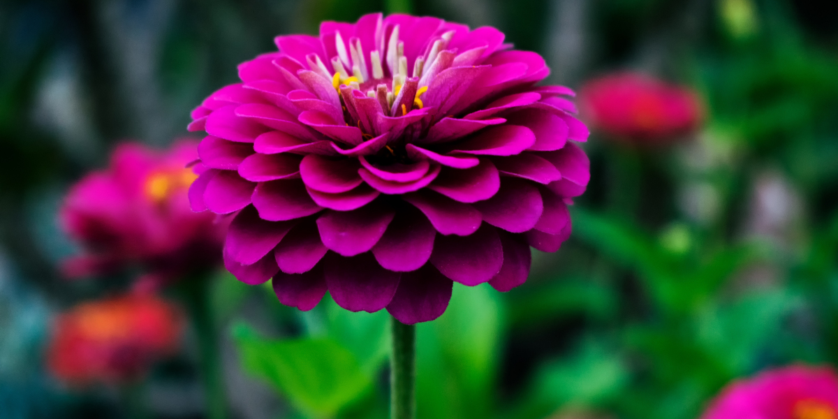 A Sunshine Coast Roofing Odyssey: Finding the Best Experts