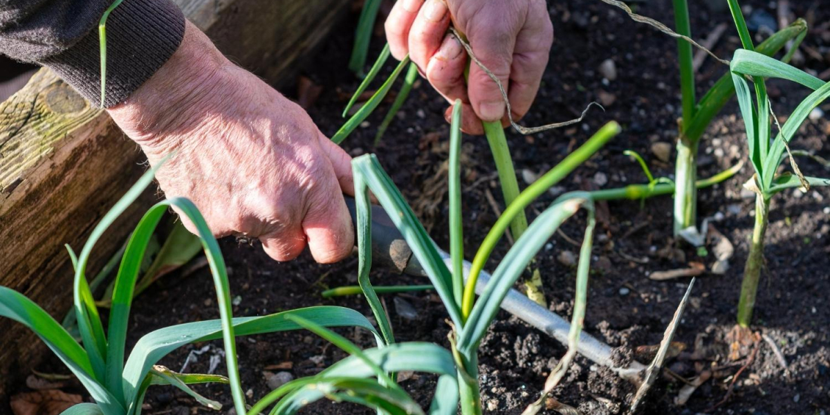 What are plant grow bags, and how do they benefit gardeners and plants