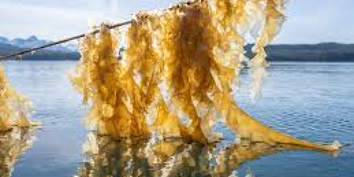 Commercial Seaweed: How to Choose the Right Seaweed for Your Needs