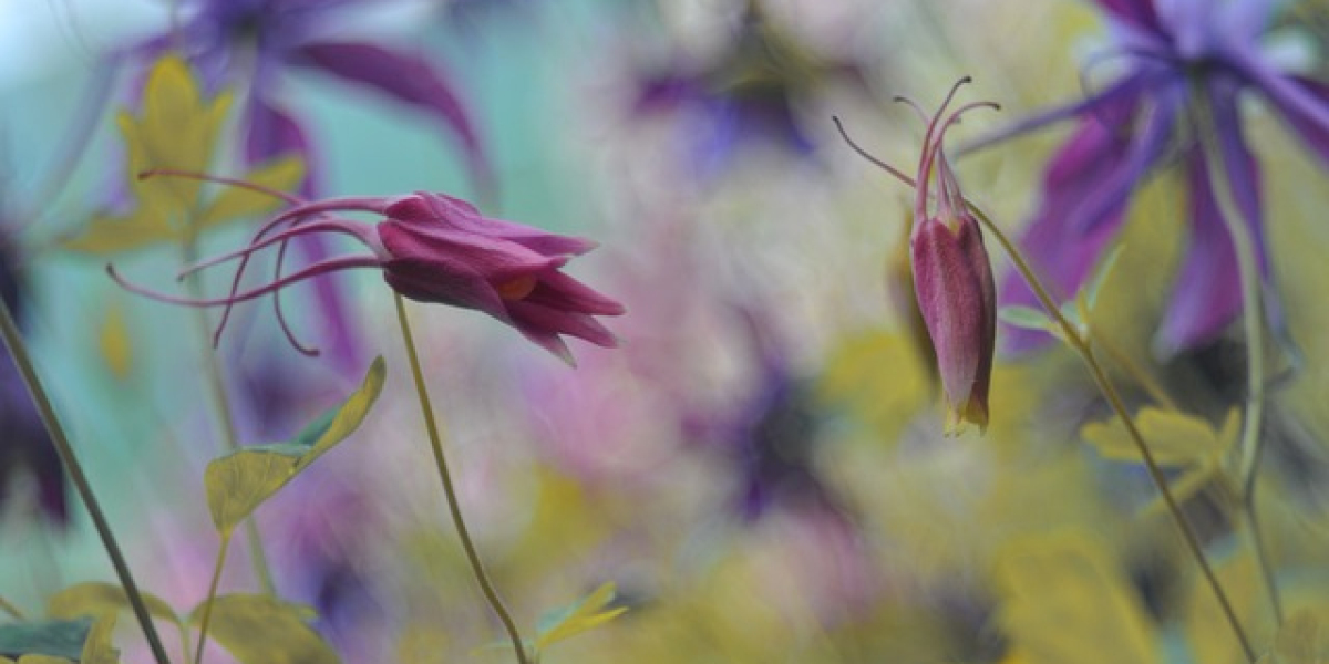 Alternatives: New trends in the sex toy market