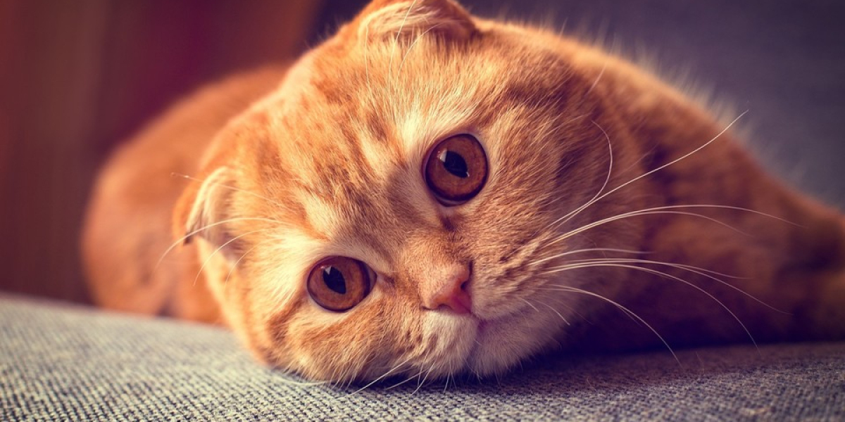 BagMakingMachineFactory