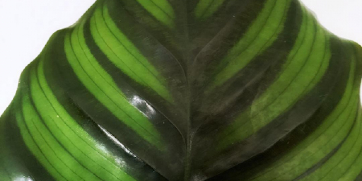 Calathea Orbifolia: Unveiling the Elegance of Nature's Canvas