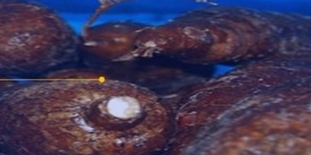 Cassava Market Report: Top Companies, Gross Margin, Revenue, Forecast 2032