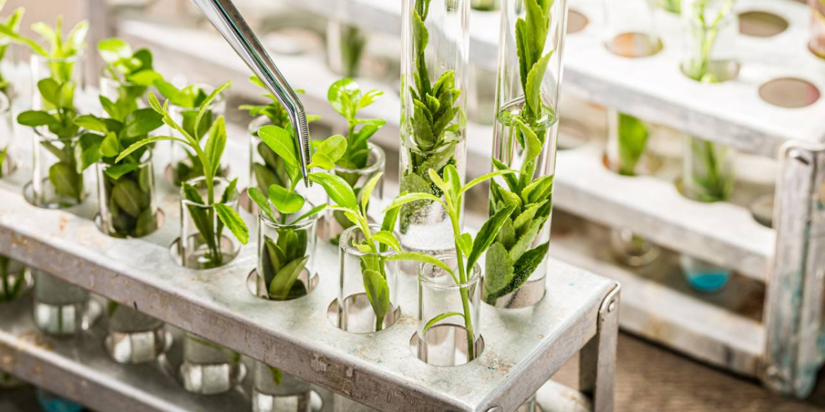 Global Plant Phenotyping Market Is Estimated To Witness High Growth Owing To Technological Advancements and Increasing F