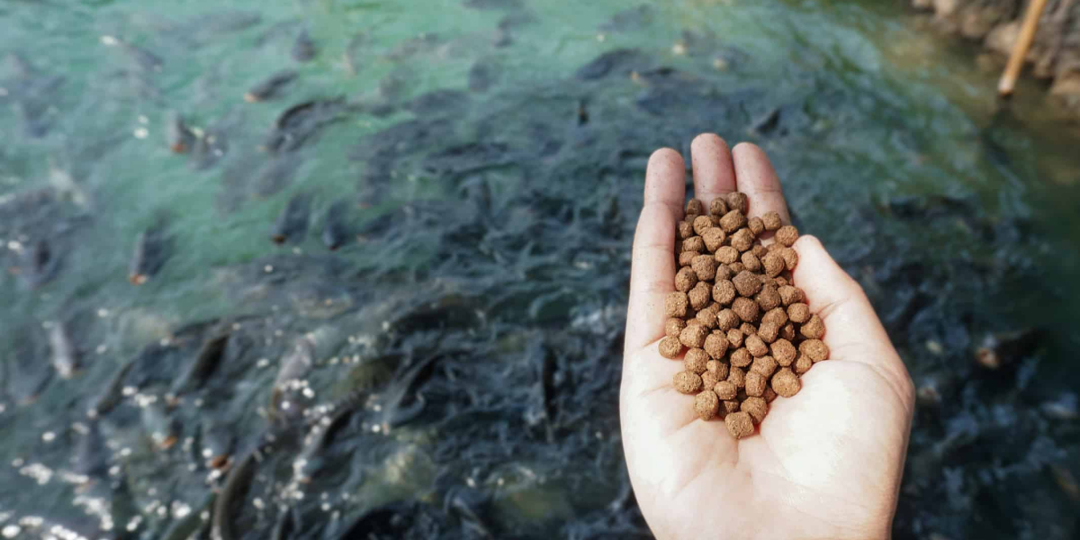 Global Aquafeed Market Is Estimated To Witness High Growth Owing To Increasing Aquaculture Practices and Rising Demand f