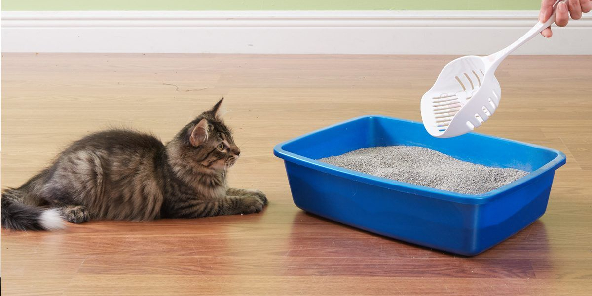 Growing Demand for Sustainable Cat Litter to Propel the Global Cat Litter Market