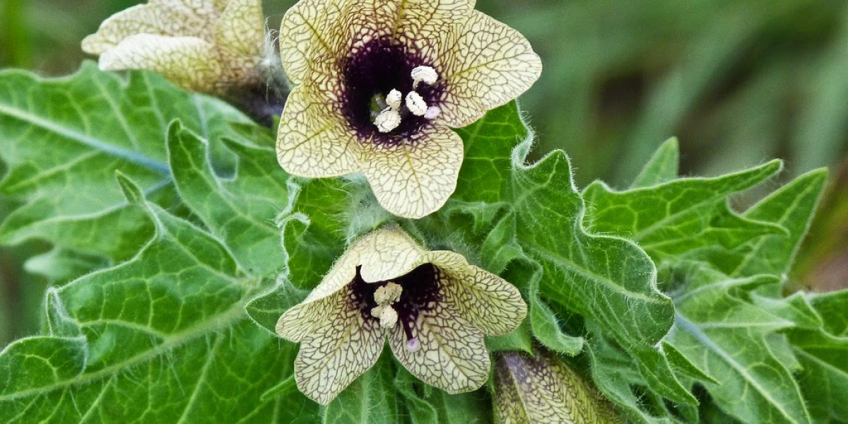 Hyoscyamus Manufacturing Plant Project Report 2023: Cost and Revenue