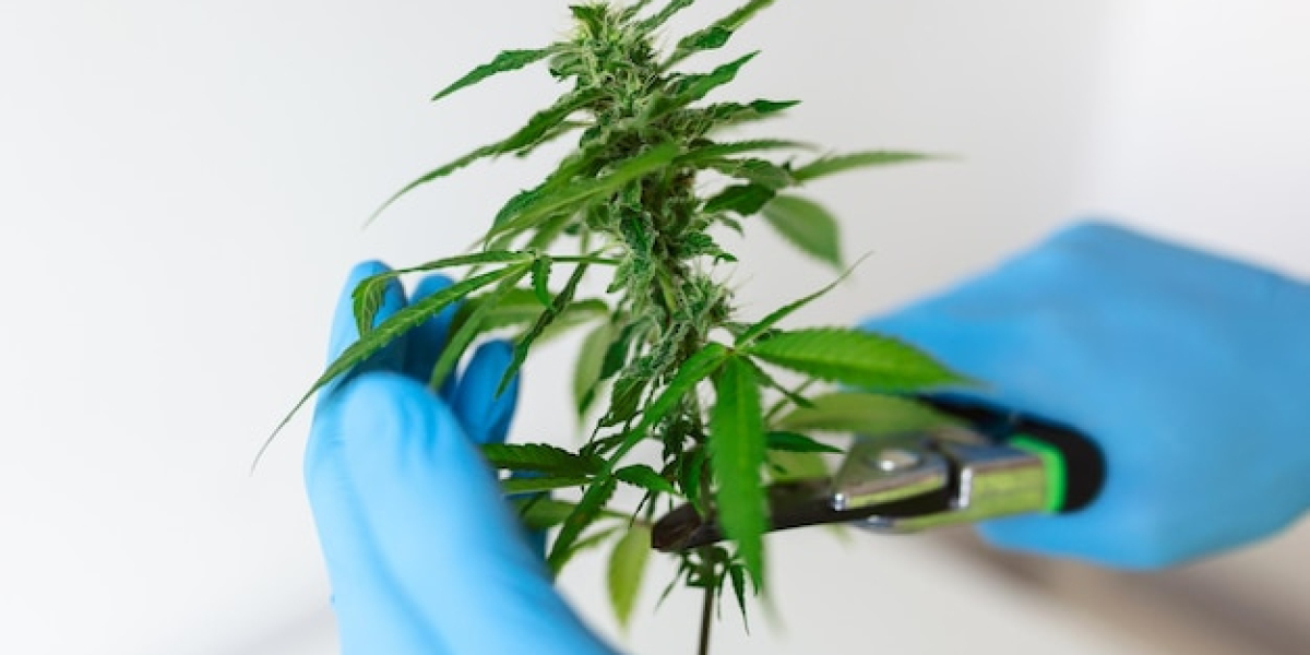 Die Anwendungsbereiche von Cannabis auf Rezept