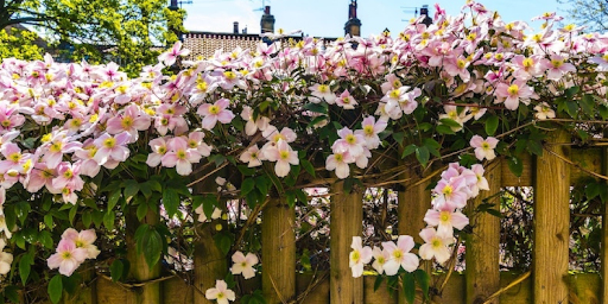 Elegant Melbourne Indoor Plants | Compatible Climbers For Your Home