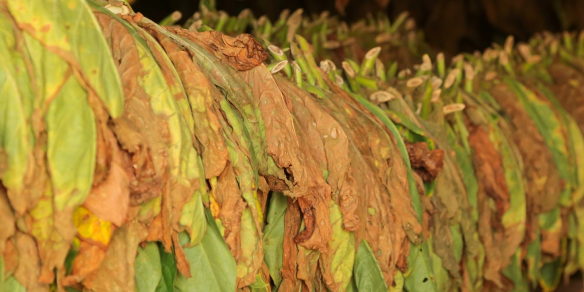 Jaký je historický a kulturní význam mentolového tabáku