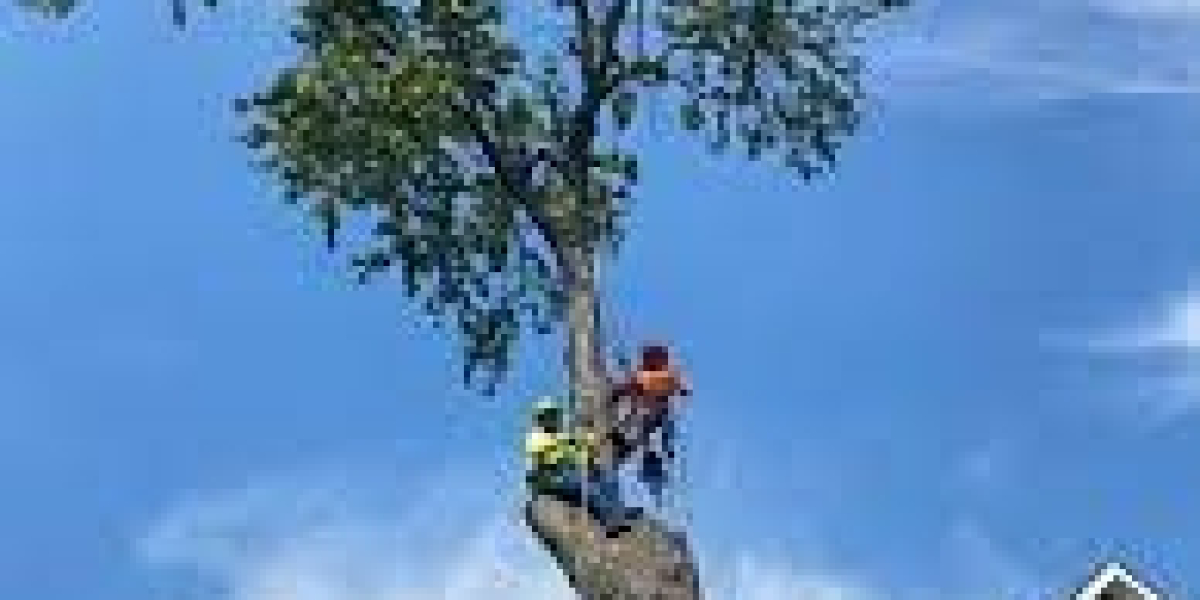 Tree Harvesting: Sustaining Our Timber Resources