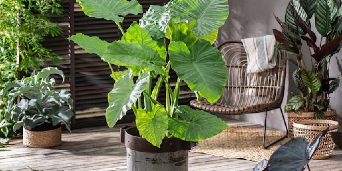 The Hardy and Resilient Cast Iron Plant