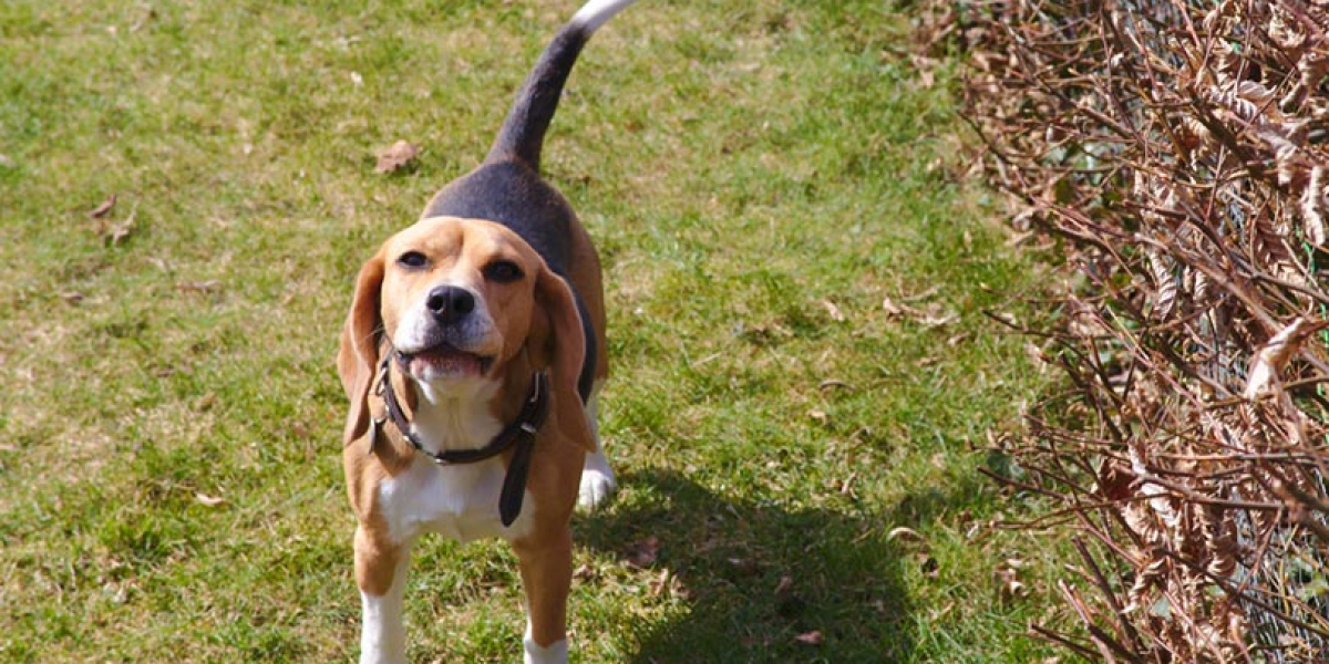 Chickpeas and Canines: Unraveling the Myths