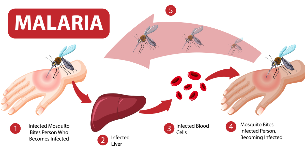 Navigating the Malaria Disease Market: A Comprehensive Guide for Market Entry Success