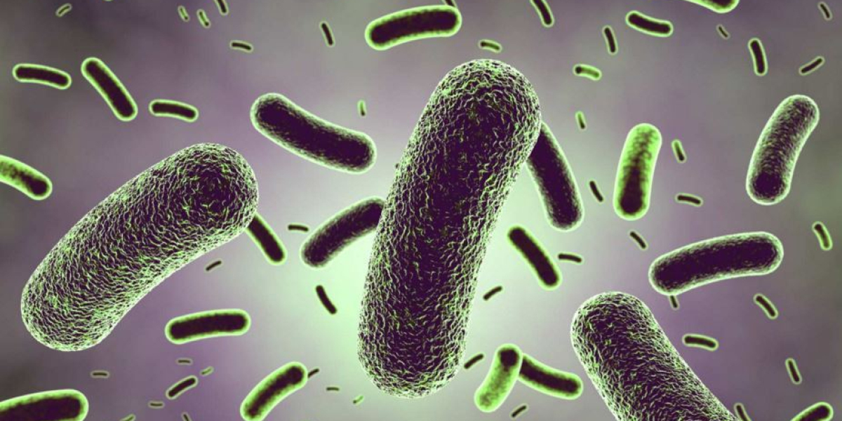 Global Lactobacillus Acidophilus Probiotics Market is Estimated to Witness High Growth