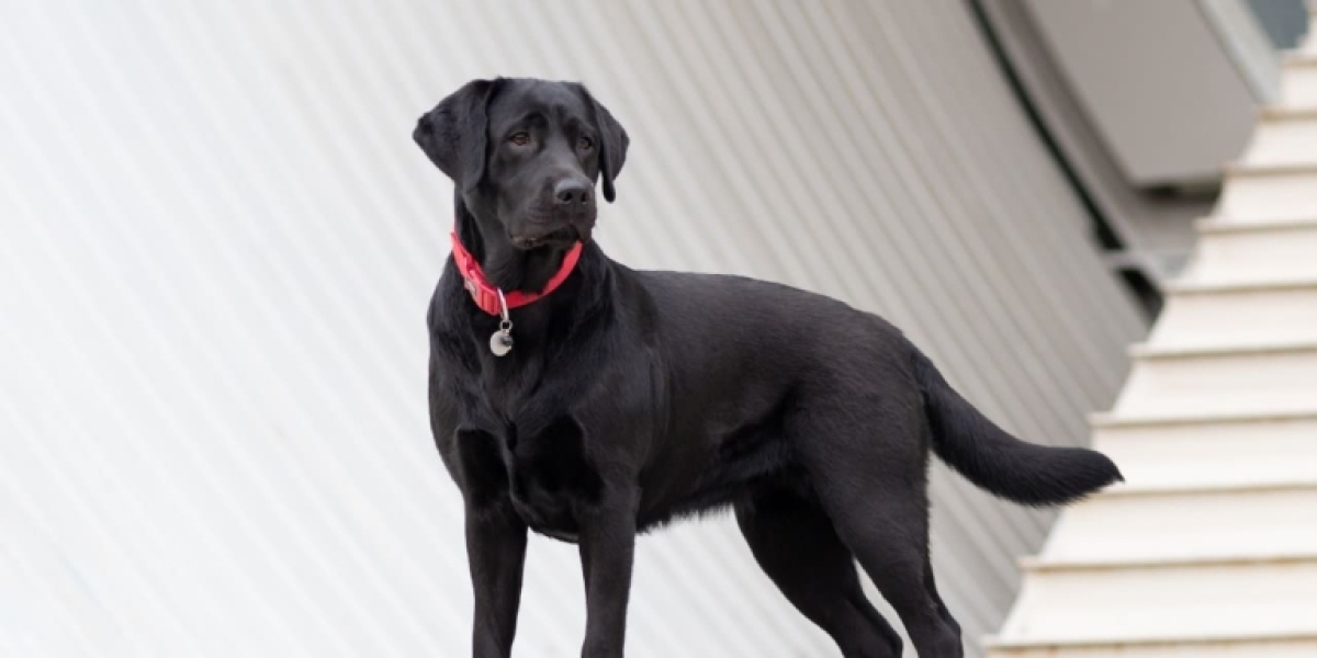 Flat Coated Retriever | Breed Profile, 4 Types, Price, Facts, Care