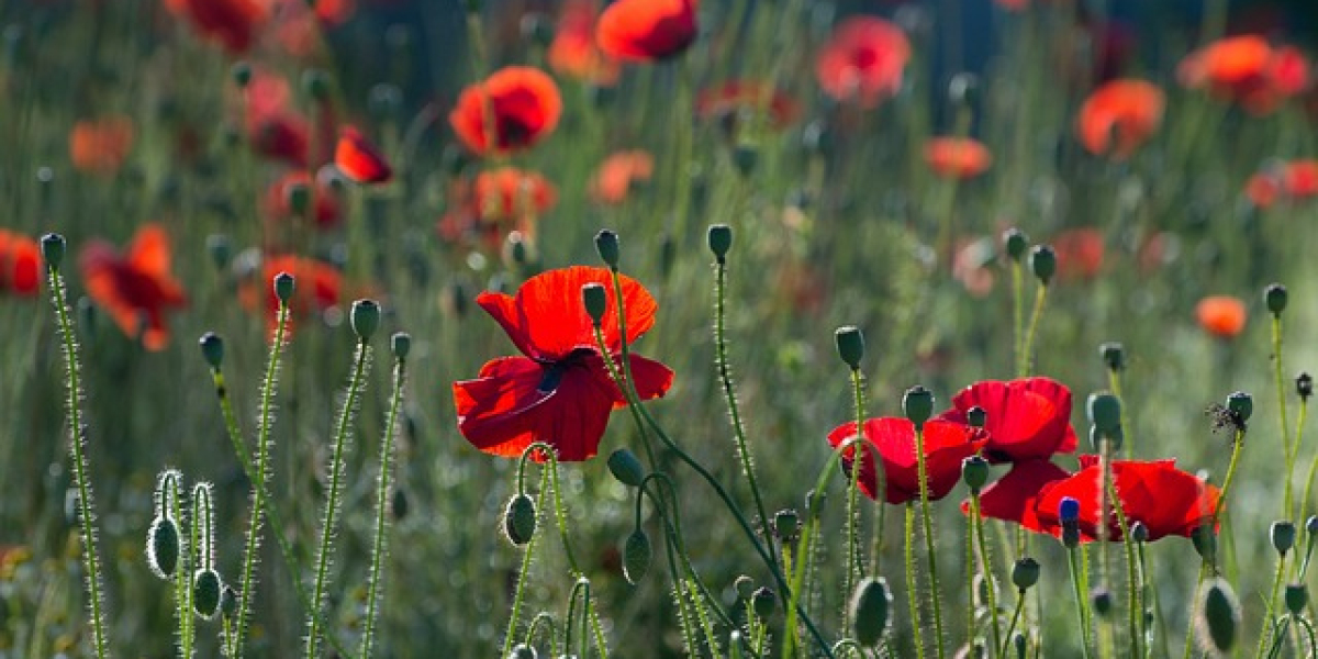 Complementary relationships between couples: The power of growing together