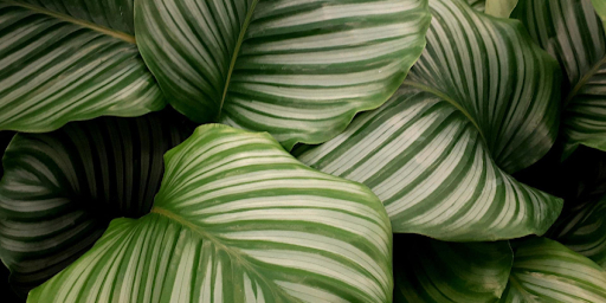 The Enchanting Calathea Orbifolia: Ideal Plant Pairings