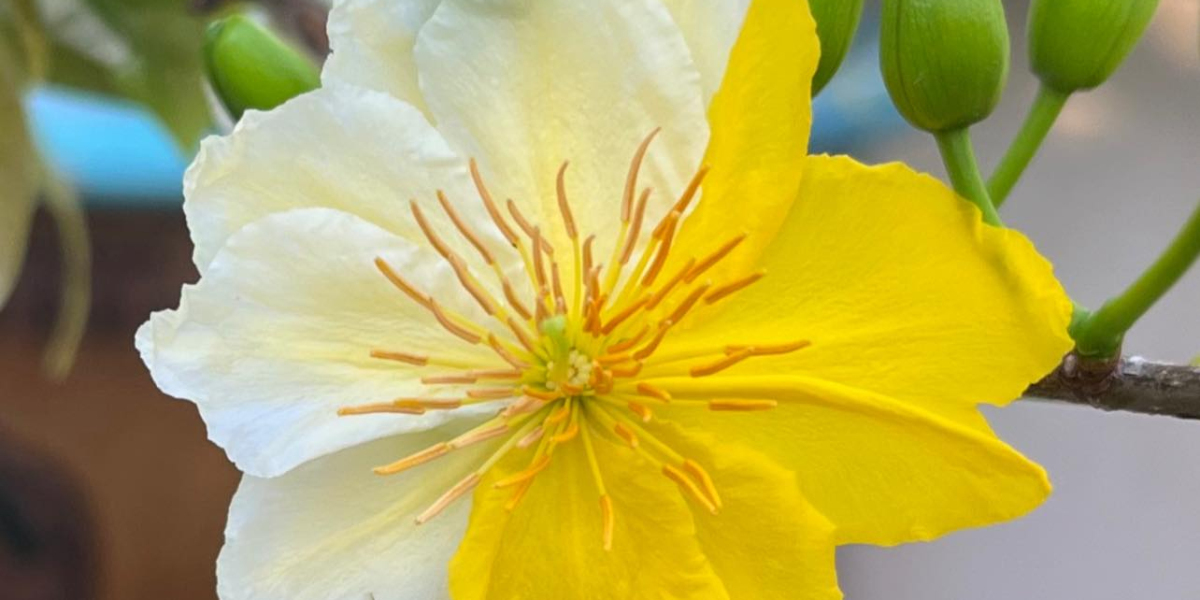 kỹ thuật trồng cây mai vàng xuống vườn[/b]