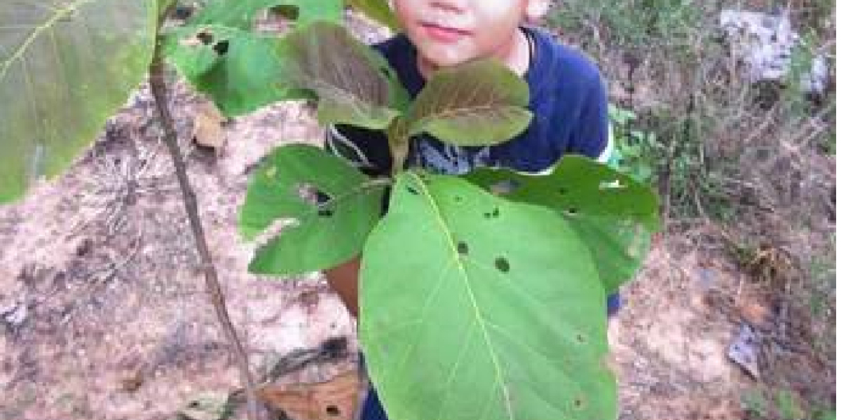 certified forensic loan auditors