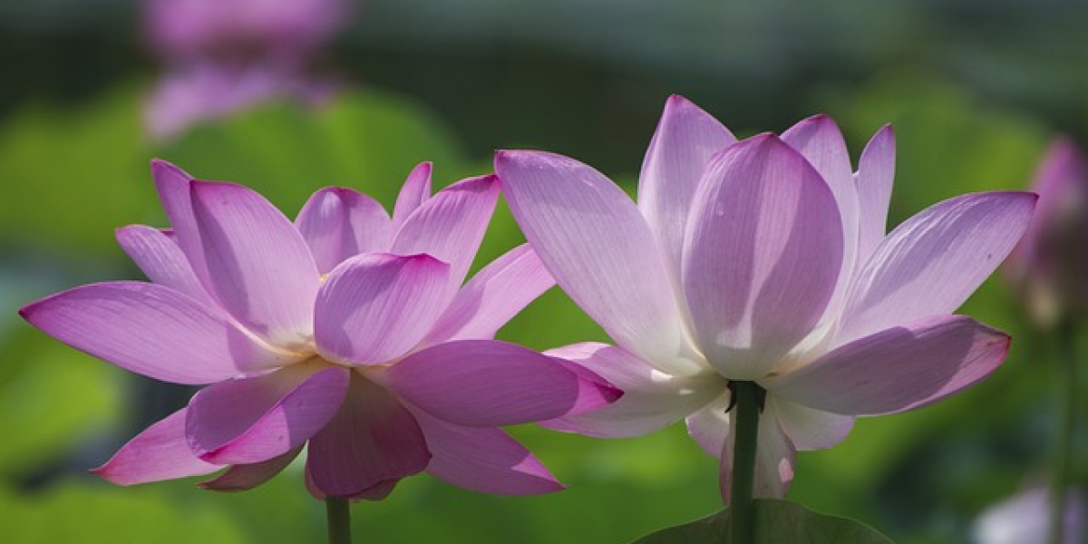 Self-improvement: Sexual upgrades brought about by sex toys