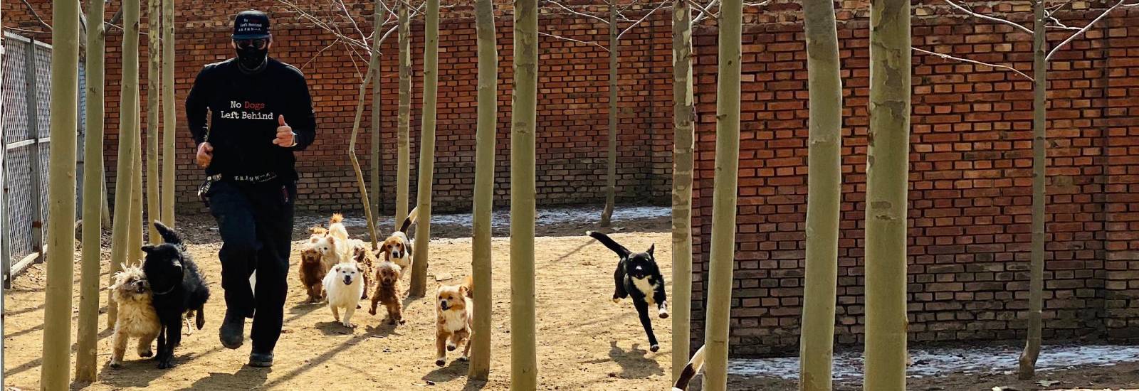 Asia Dog Meat Trade Rescue | Dog Trafficking | East Asia Dog Adoption - No Dogs Left Behind