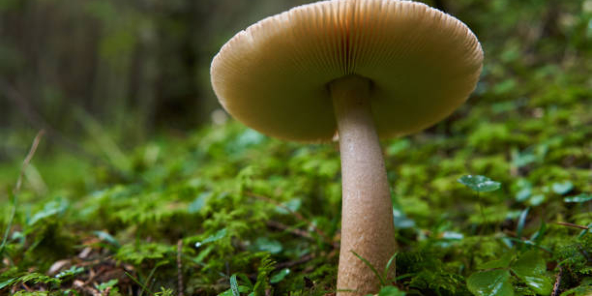 Magic Mushrooms Canada