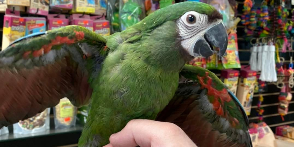 Exploring Hahns Macaws for Sale: A Symphony of Feathered Charm"