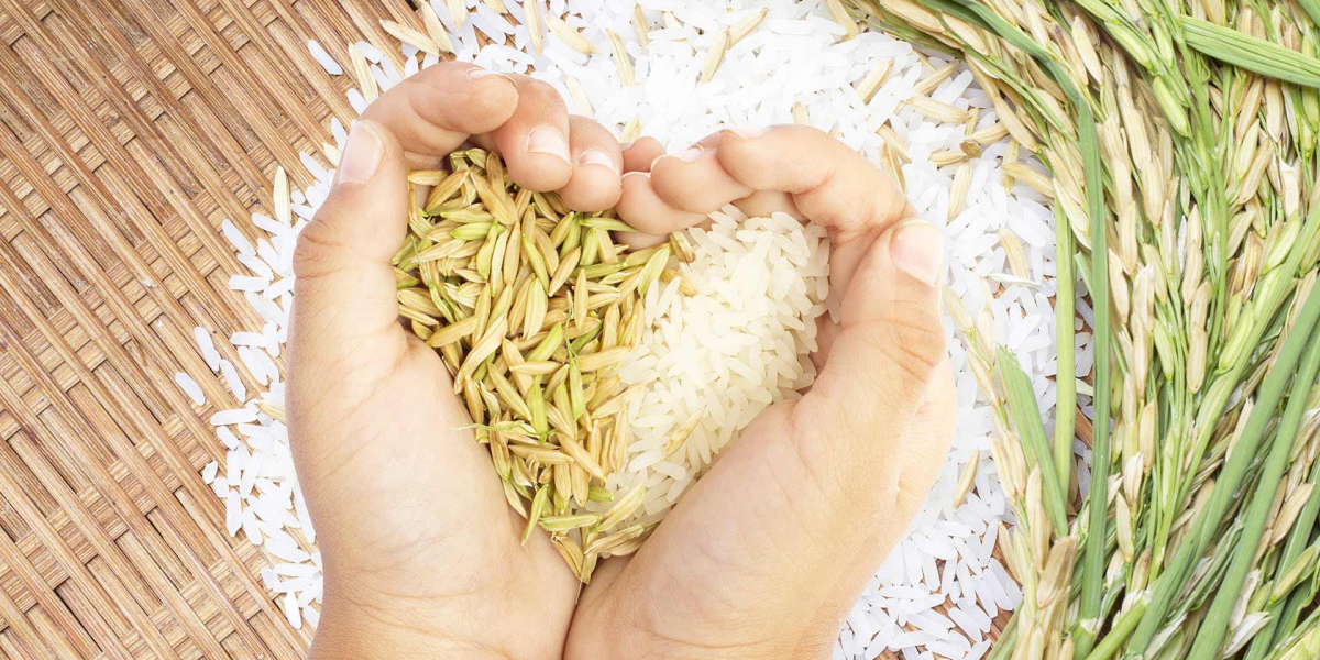 Rice Seed Market Growth Size, Opportunity And Forecast To 2027