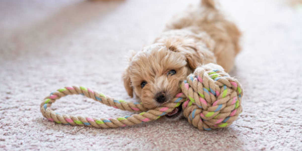 Puppy’s for sale near me