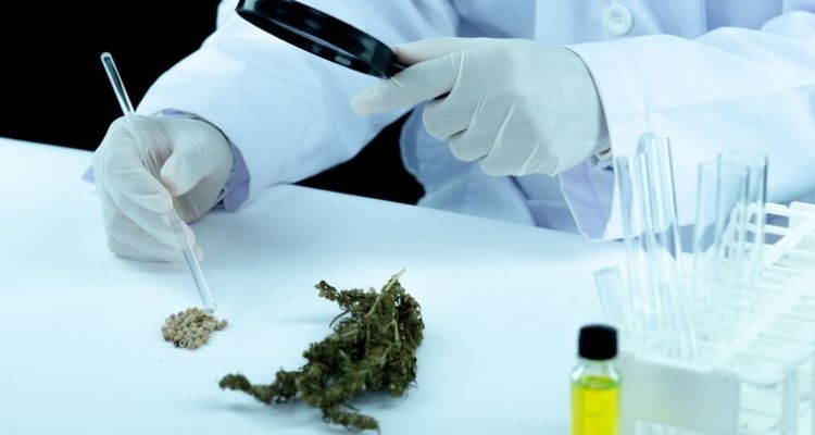 Community Catalysts: How Recreational Weed Dispensaries Shape Culture and Community in Washington, DC