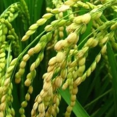 Ricebran Carrier Oil Profile Picture