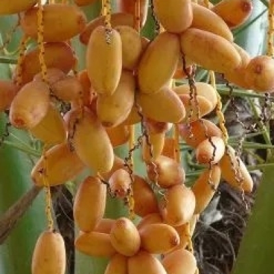 Palm (Refined) Organic Carrier Oil Profile Picture