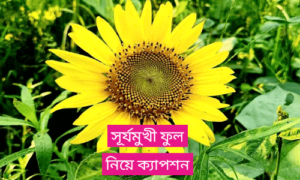 Bengali quotes, status, caption, sms, poem, shayari