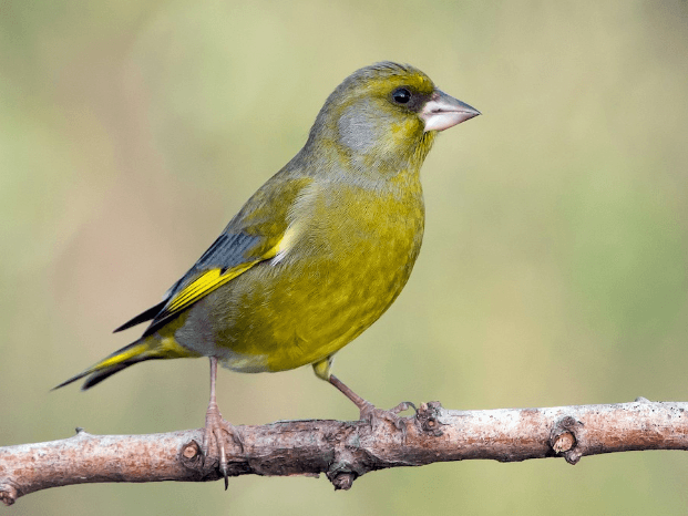 Green Finch: What Makes It Unique Among UK Birds