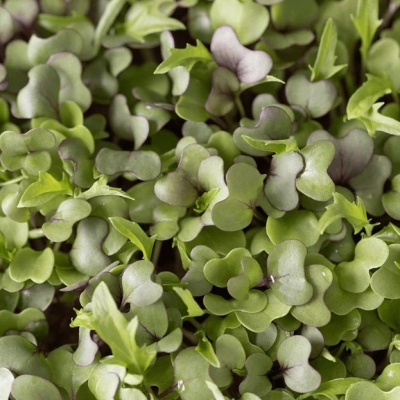 Organic Microgreen Seeds for Nutrient-Rich Gardening at Home Profile Picture