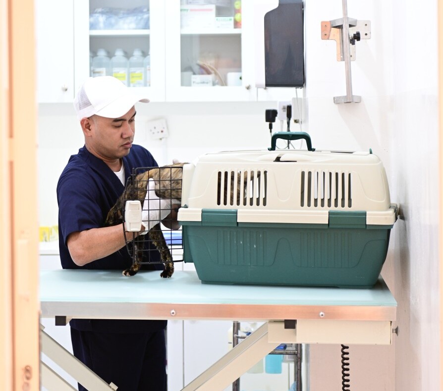 Pet Relocation Services in Abu Dhabi | Canadian VC