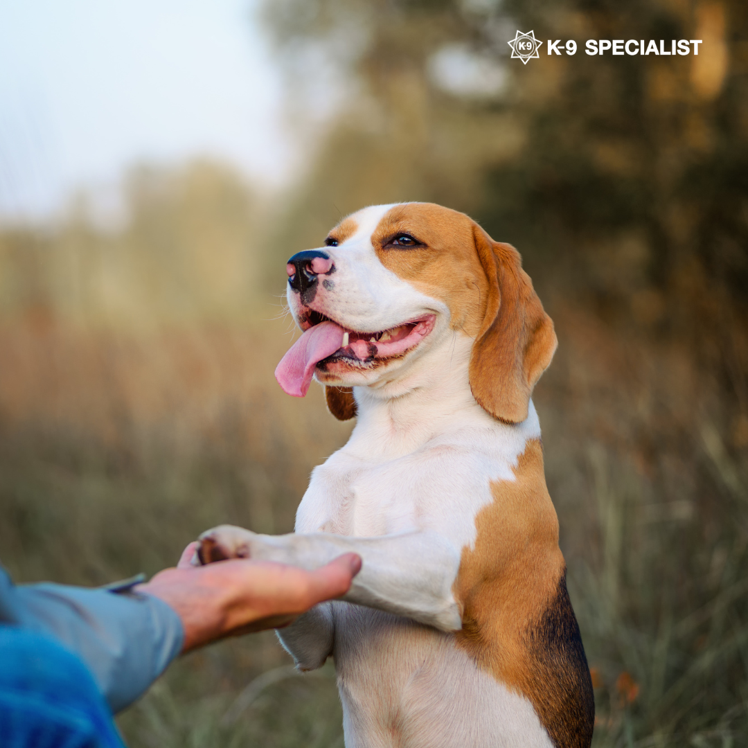Behavior Modification Dog Training for a Well-Behaved Pet
