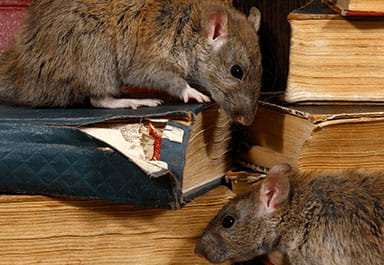 Rodent Control Laredo, TX- Pest and Rodent Exterminator