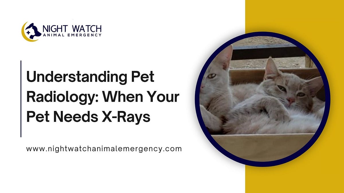 Understanding Pet Radiology: When Your Pet Needs X-Rays | by Nightwatch Elite Animal Emergency | Jun, 2025 | Medium