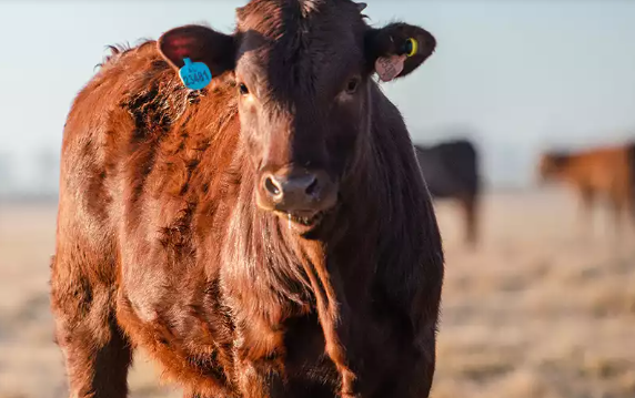 Factors Influencing the Marketing of Calves for Sale in South Africa | by Karan Beef | Jun, 2025 | Medium